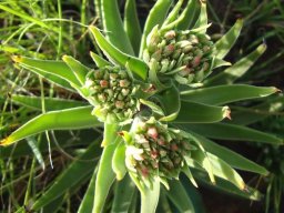 Crassula alba buds